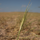 A field of wheat with a single blade in focus.
